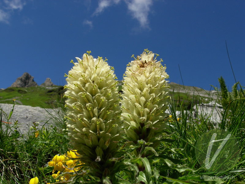 Straussblütige Glockenblume: Übersicht
